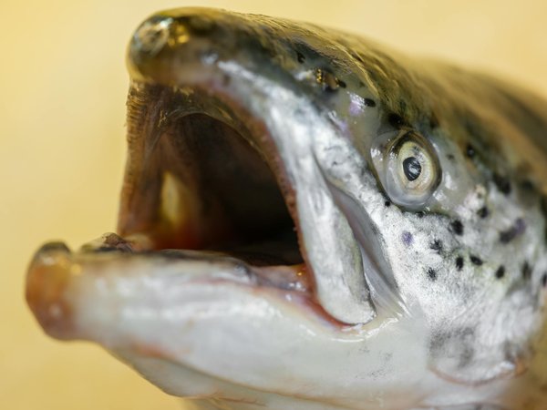 Ostéopathie : le secret d'un bien-être holistique retrouvé